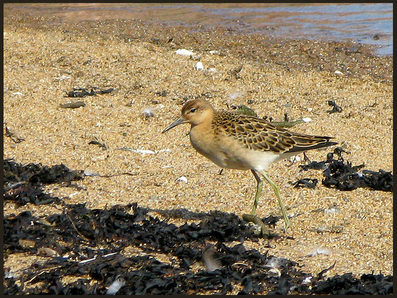 Ruff - Calidris pugnax - Brushane.jpg