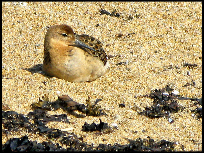 Ruff - Calidris pugnax - Brushane.jpg