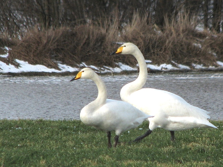 Whooper Swans - Cygnus cygnus - Sngsvan.jpg