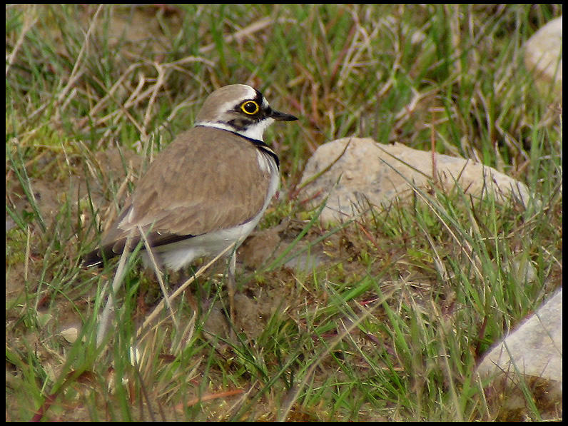 Little Ringed Plover - Charadriius dubius - Mindre Strandpipare.jpg