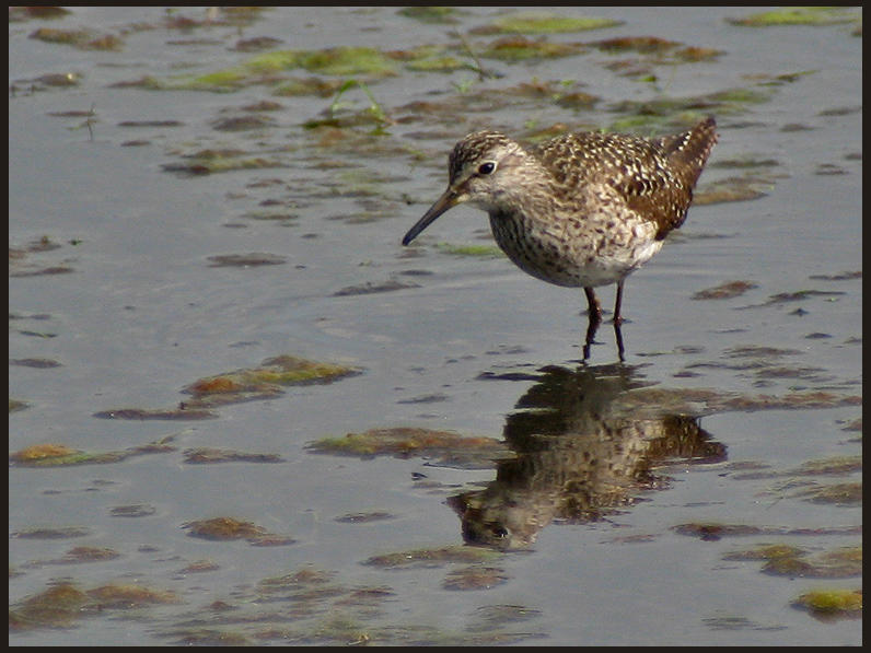 Wood Sandpiper - Tringa glareola - Grnbena jpg