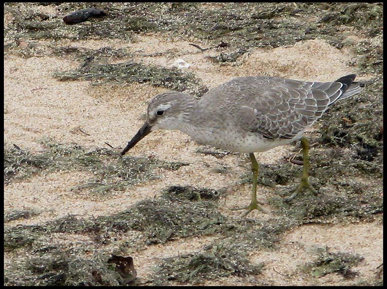Kustsnppa - Red Knot.jpeg