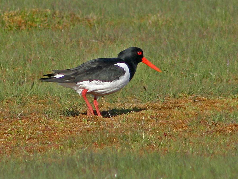 Oystercatcher - Haematopus ostralegus -  Strandskata.jpg