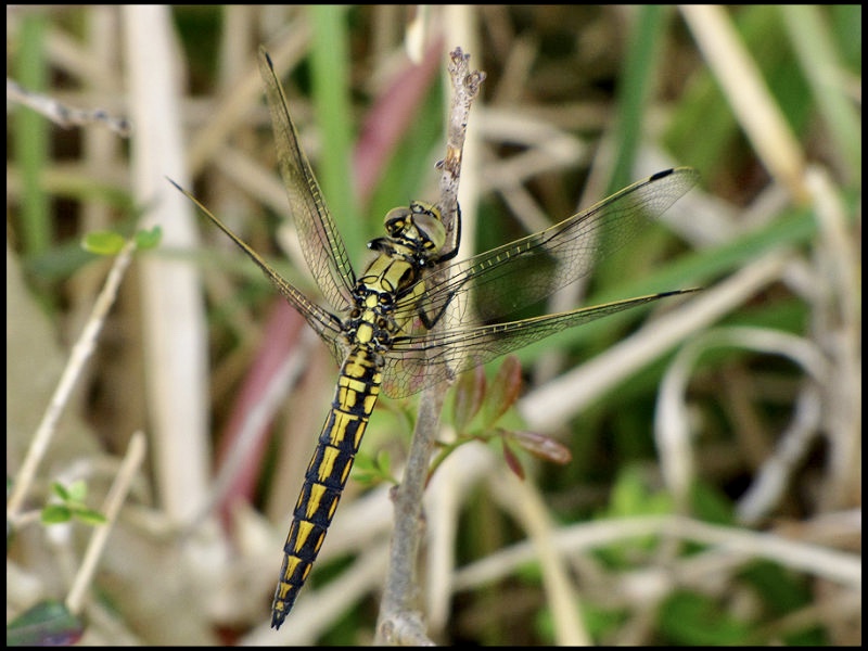 Black-tailed Skimmer, female - Strre sjtrollslnda .jpg