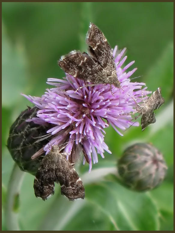 Bredvingad nsselmal - Anthophila fabriciana .jpg