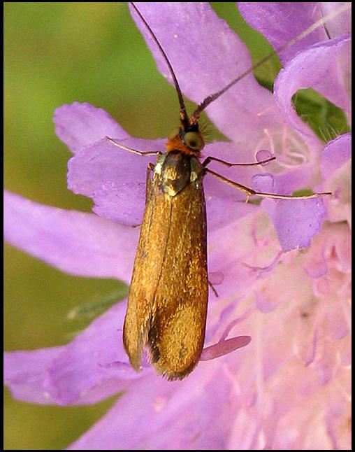 kervddsantennmal - Nemophora metallica .jpg