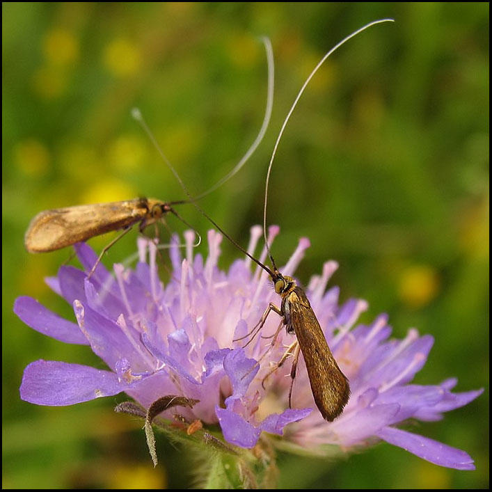 kervddsantennmal - Nemophora metallica .jpg