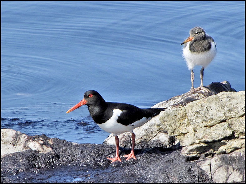 Oystercatcher - .Haematopus ostralegus jpg