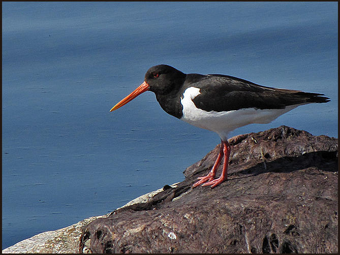 Oystercatcher - .Haematopus ostralegus jpg