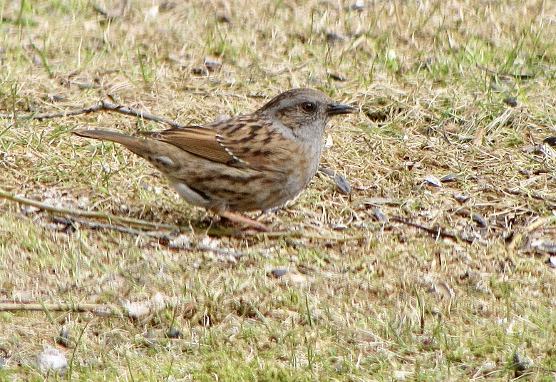 Dunnock - Prunella modularis - Jrnsparv.jpg