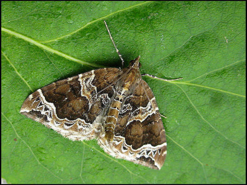 Vitbrokig parkmtare - Eulithis prunata - .jpg