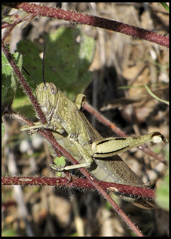 Egyptian Grasshopper.jpg