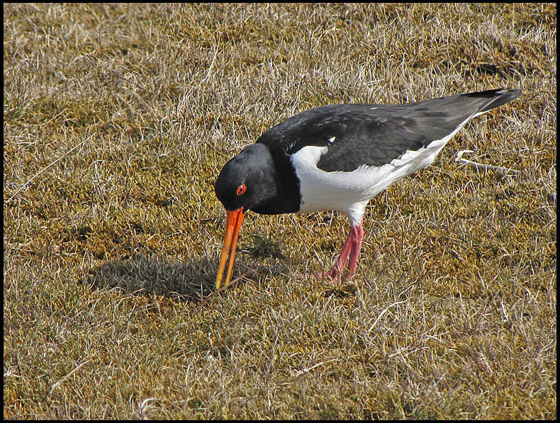 Oystercatcher - .Haematopus ostralegus jpg