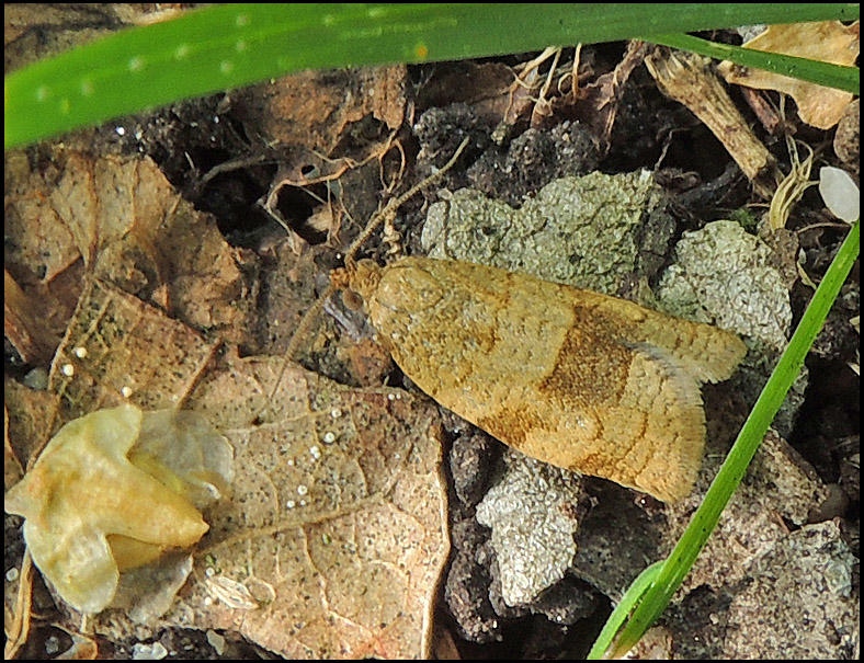 Maskrosgrundvecklare  - Celypha striana.jpg