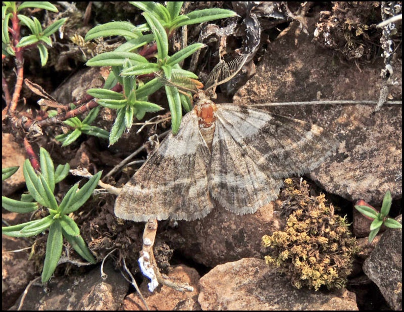 Hedmtare - Selidosema brunnearia - pg
