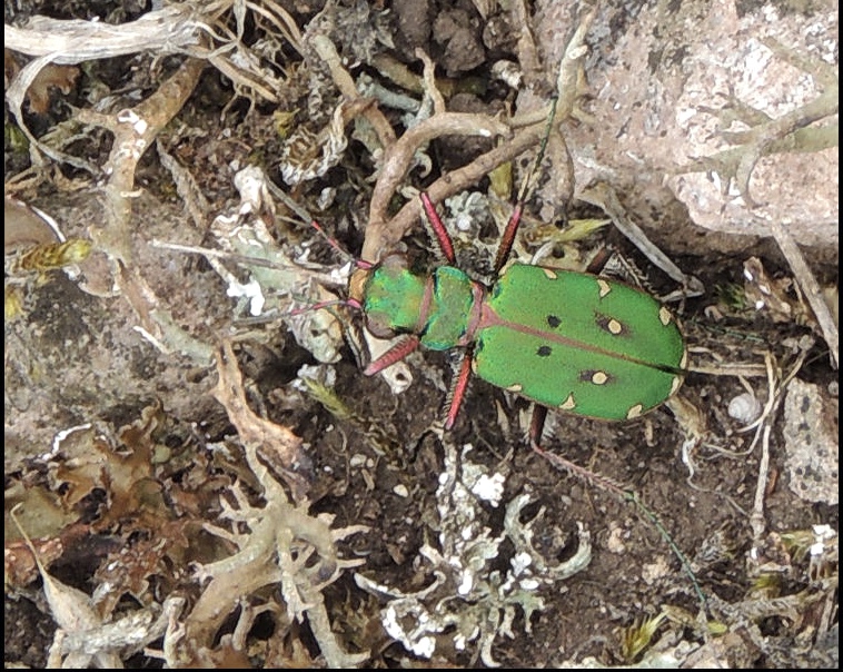 Cicindela campestris - Grn sandjgare .jpg