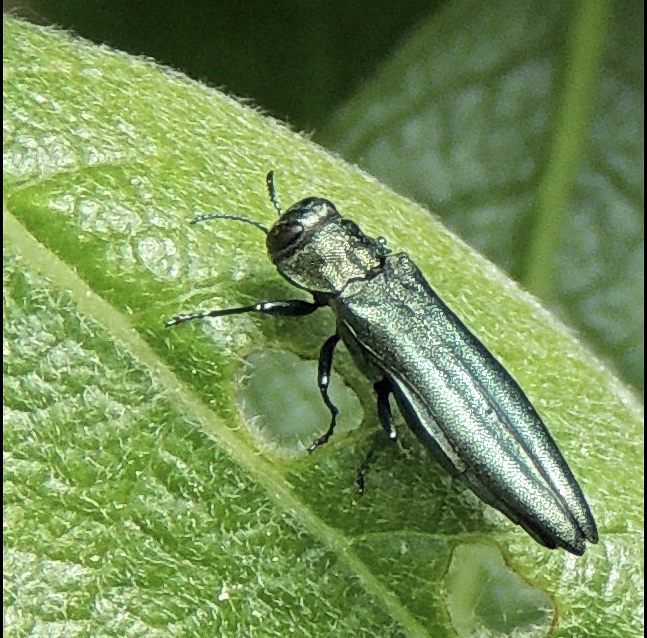 Praktbaggar - Buprestidae