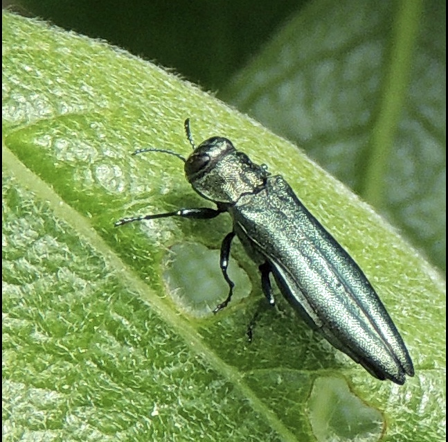 Agrilus viridis - Grn smalpraktbagge .jpg