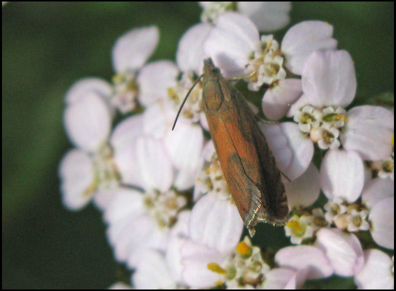 Rdtonad rllekrotvecklare - Dichrorampha vancouverana