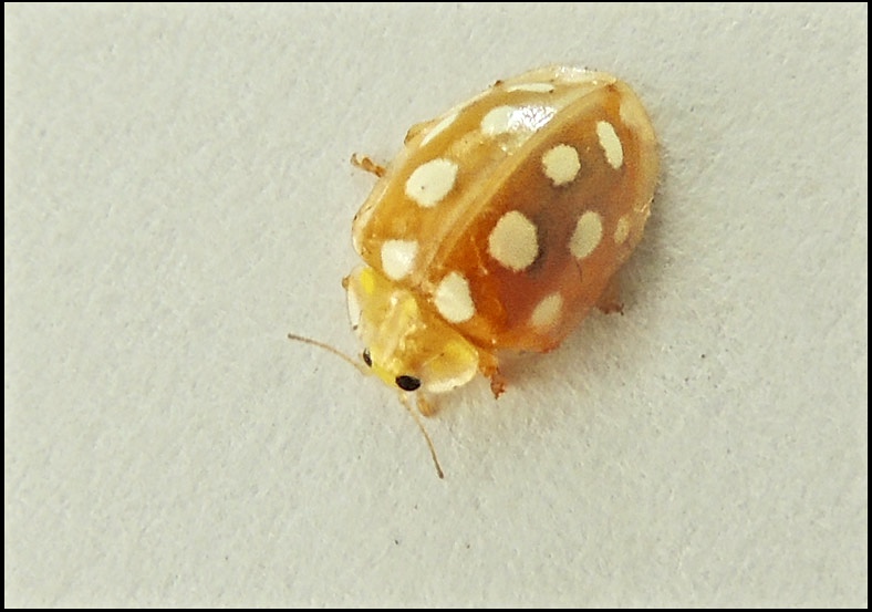 Nyckelpigor - Coccinellidae