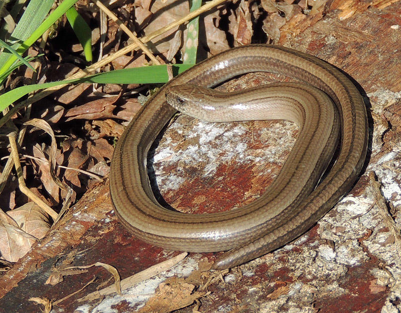 Koppardla - Anguis fragilis  -  .jpg