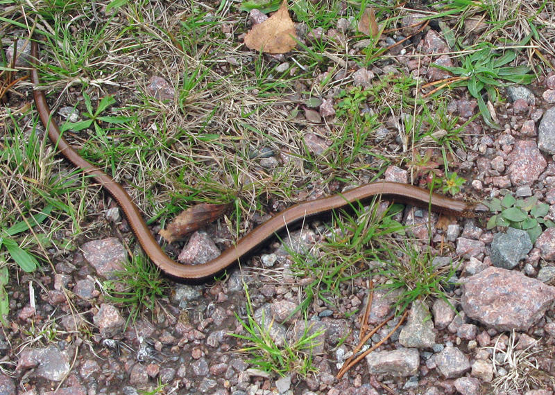 Koppardla - Anguis fragilis  -  .jpg