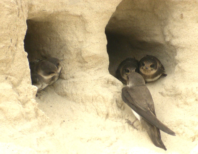 Sand Martins - Backsvalor 2.jpg