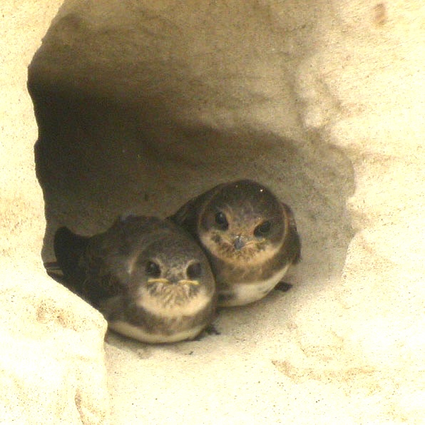 Sand Martins -Backsvalor 1.jpg