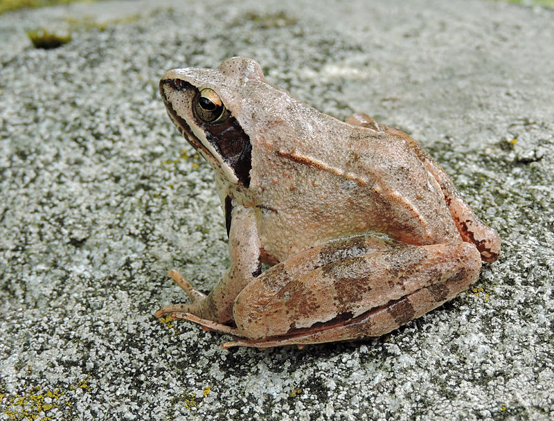 Lngbensgroda - Rana dalmatina  jpg