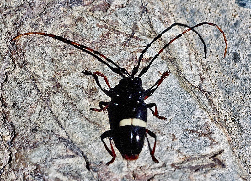 Longhorn beetle.jpg