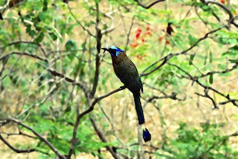 Bluecrowned Motmot.jpeg