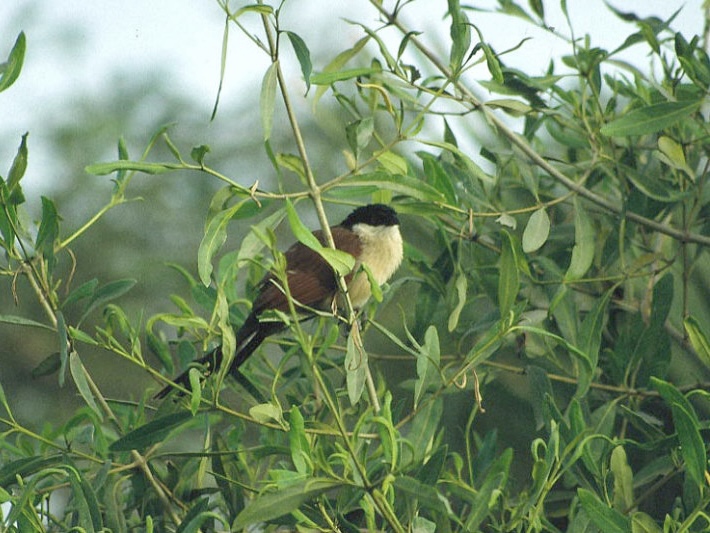 Senegal Coucal.jpg