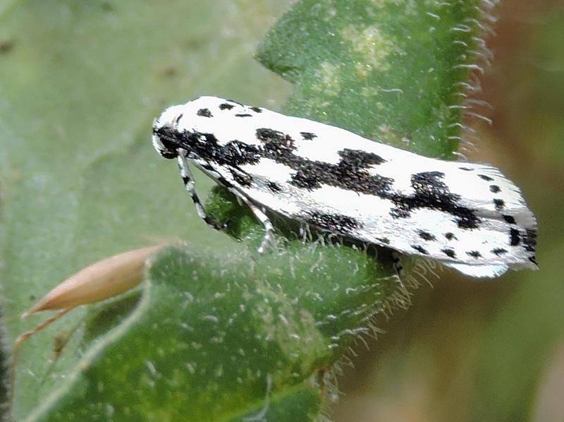Stor stenfrmal -Ethmia pusiella  .jpg