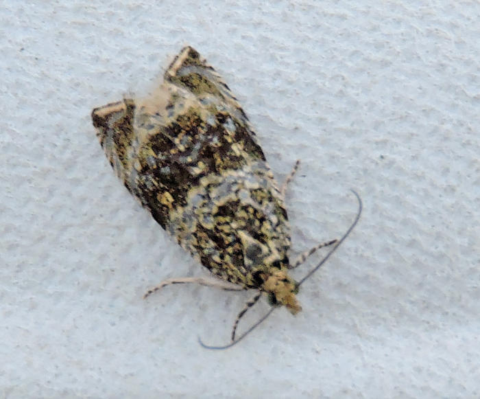 Föränderlig brokvecklare - Celypha lacunana .jpg