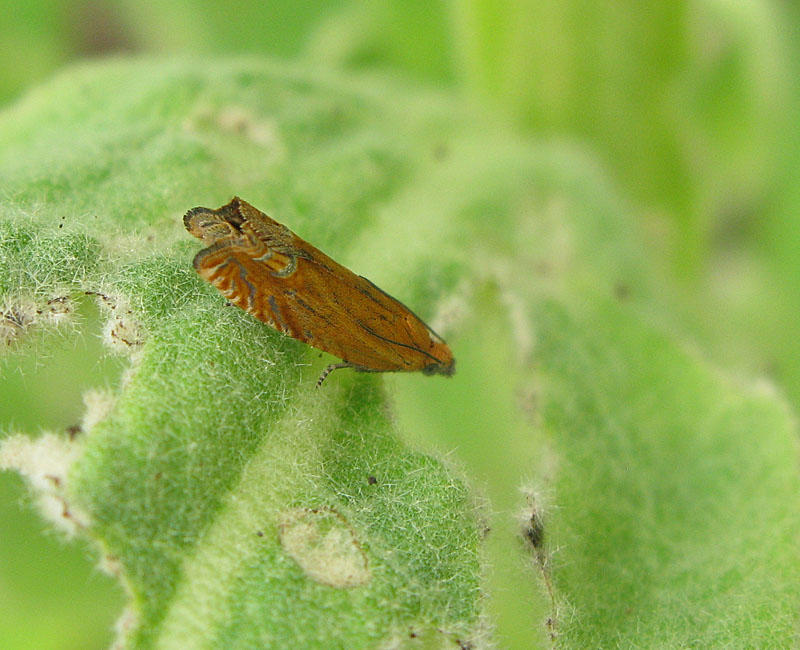 Johannesörtvecklare - Lathronympha strigana .jpg