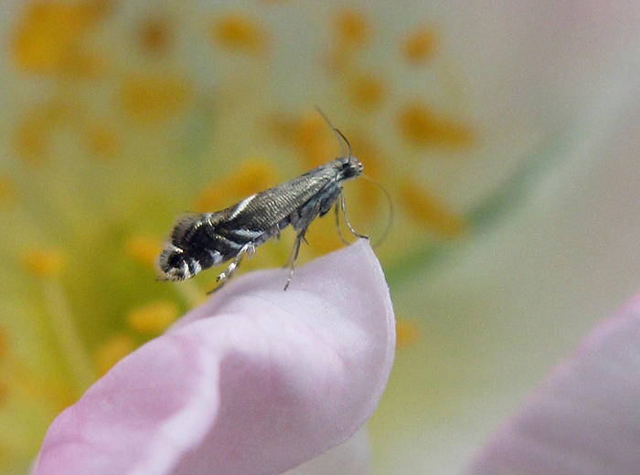 Grshakmal -  Glyphipterix simpliciella.jpg GNUGGMALAR