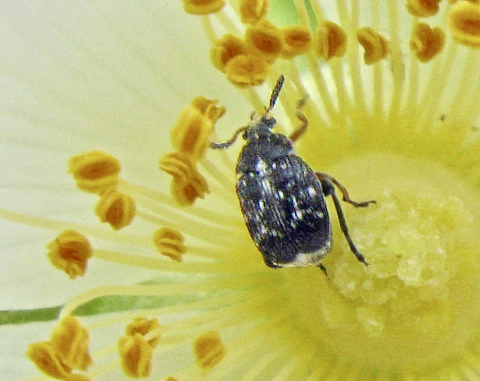 Krkvickersfrbagge - Bruchus atomarius.jpg