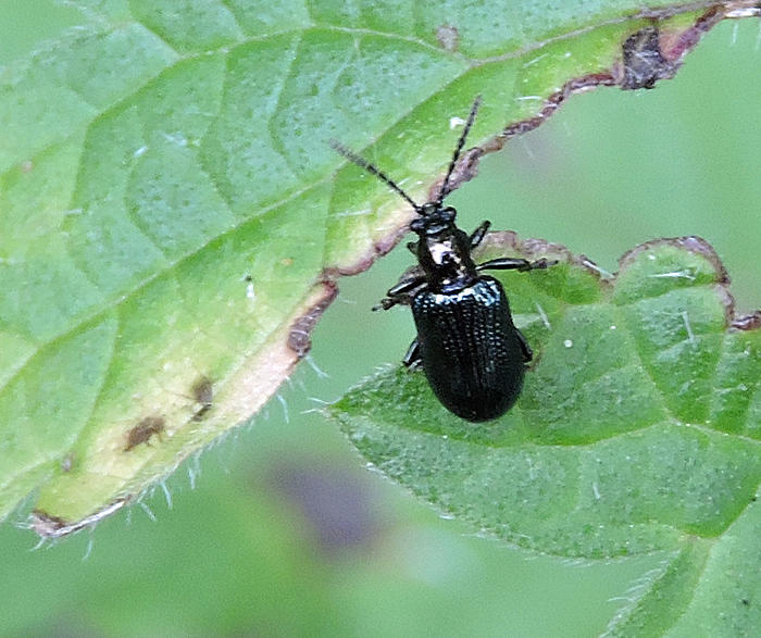 Oulema gallaeciana - Bl sdesbagge.jpg