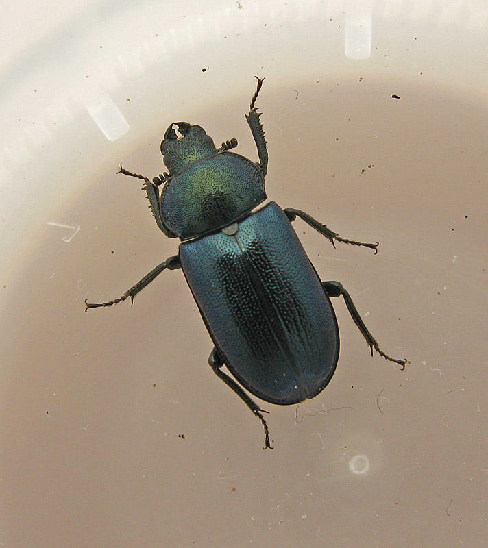 Lundbloxe - Platycerus caraboides1.jpg