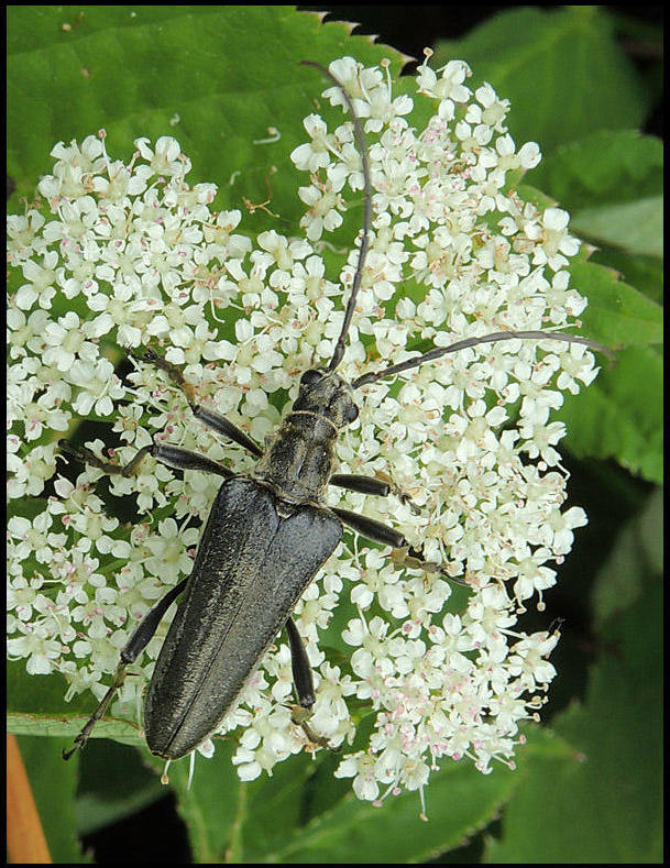 Lundbock  Stenocorus meridianus .jpg