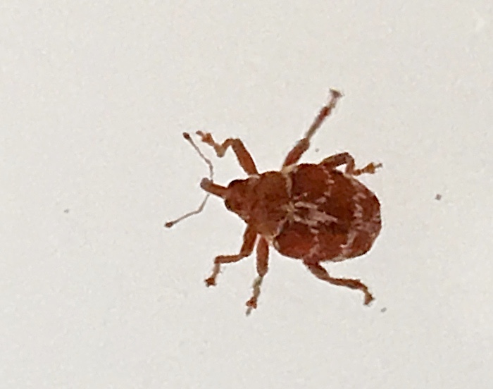 Coeliodes ruber - Röd ekvivel.jpg