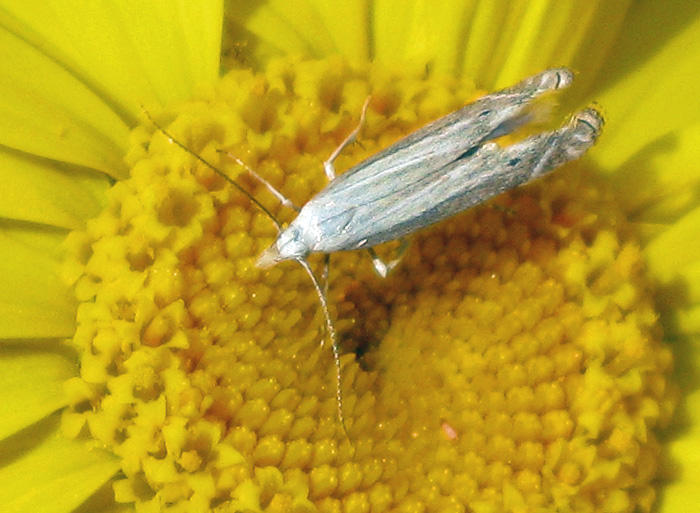 Rakstreckad nbbmal -Sophronia semicostella  .jpg