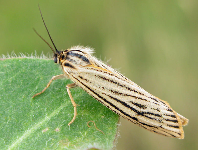 Streckhedspinnare - Spiris striata.jpg