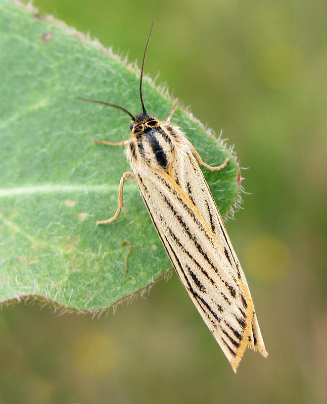 Streckhedspinnare - Spiris striata.jpg