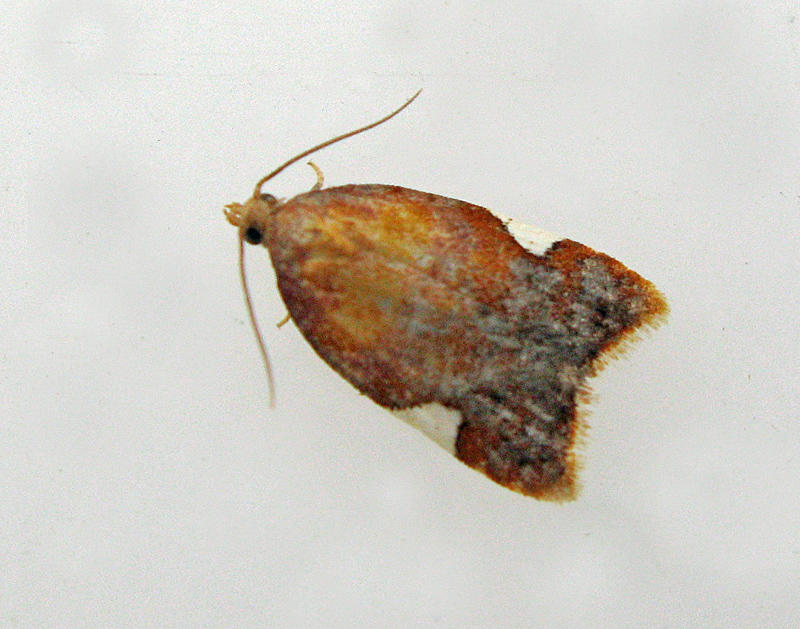 Ekpraktmal - Carcina quercana.jpg