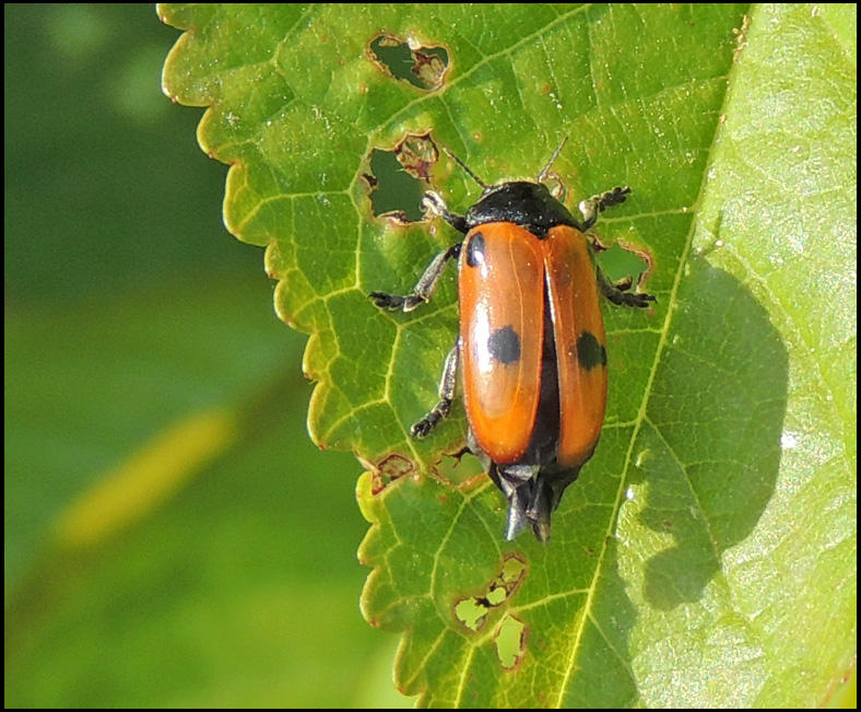 Clytra quadripunctata - Myrsckbagge..jpg