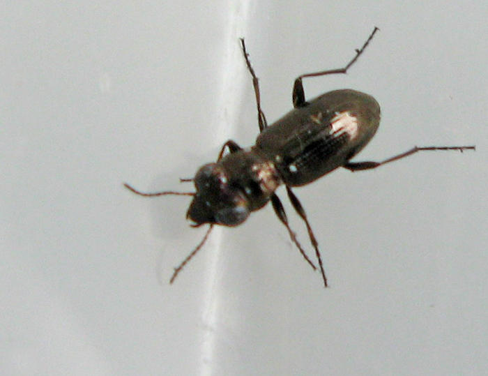 Koppargonlpare - Notiophilus germinyi.jpg