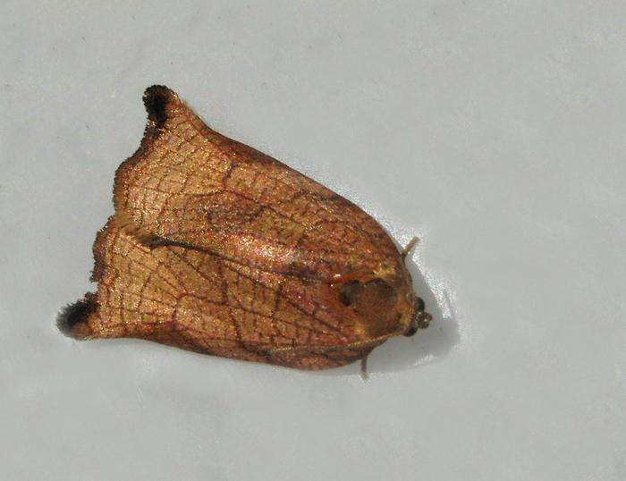 Fruktträdssommarvecklare - Archips podanus .jpg