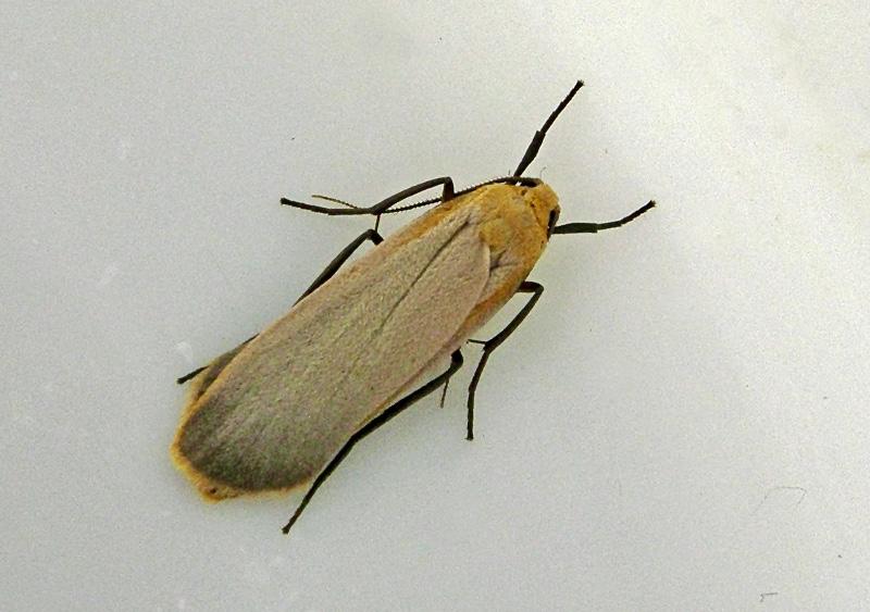 Mattgul lavspinnare - Eilema depressum.jpg