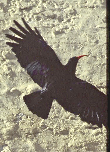 Chough - Alpkrka.jpeg